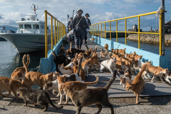 Kisah Pulau Aoshima di Jepang, Inspirasi Jakarta Bikin Pulau Kucing Aoshima